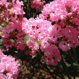 Meet your Posher, Deanna